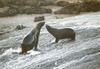 Fur Seal (Otariidae)