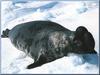 Hooded Seal (Cystophora cristata)