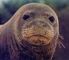Monk Seal face (Monachus sp.)