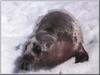 Ribbon Seal (Phoca fasciata)