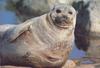 Saimaa Ringed Seal (Phoca hispida saimensis)