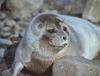 Ringed Seal pup (Phoca hispida)