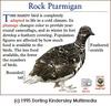 Rock Ptarmigan (Lagopus mutus)