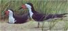 [Animal Art - Robert Bateman] Black Skimmer (Rynchops niger)