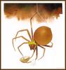 [Animal Art - Barry Moser] Mutha Spider