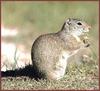 Wyoming Ground Squirrel (Spermophilus elegans)