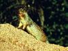 Ground Squirrel (Spermophilus sp.)