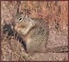California Ground Squirrel (Spermophilus beecheyi)