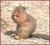Columbian Ground Squirrel (Spermophilus columbianus)