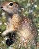 European Ground Squirrel (Spermophilus citellus)