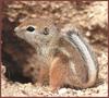 Nelson's Antelope Squirrel (Ammospermophilus nelsoni)