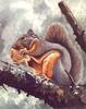Douglas's Squirrel (Tamiasciurus douglasii)
