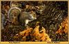 [Animal Art - John P. Mullane] Gray Squirrel (Sciurus sp.)