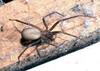 Brown Recluse Spider (Loxosceles reclusa)