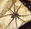 Fishing Spider (Pisauridae)