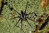 Fishing Spider (Pisauridae)