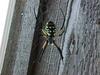 Golden Orb Spider (Nephila sp)