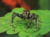 Jumping Spider (Salticidae)