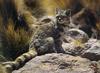 Andean Cat (Oreailurus jacobita)