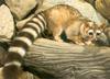 Ringtail Cat (Bassariscus astutus)