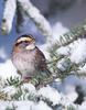 White-throated Sparrow (Zonotrichia leucophrys)