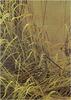 [Animal Art - Robert Bateman] Snipe (Scolopacidae)