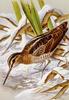 [Animal Art - Basil Ede] Common Snipe (Gallinago gallinago)