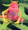 Harlequin Poison Dart Frog (Dendrobates histrionicus)