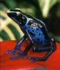 (Powder-blue) Dyeing Poison Dart Frog (Dendrobates tinctorius)