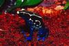 (Powder-blue) Dyeing Poison Dart Frog (Dendrobates tinctorius)