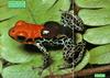 Red-backed Poison Dart Frog (Dendrobates reticulatus)