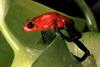 Strawberry Poison Dart Frog (Dendrobates pumilio)