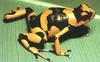 Yellow-banded Poison Dart Frog (Dendrobates leucomelas)