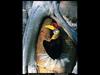 [National Geographic] Red-knobbed Hornbill (혹코뿔새)