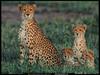 [National Geographic] Cheetah (치타)