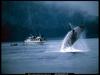 [National Geographic] Humpback Whale (혹등고래)