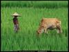 [National Geographic] Grazing Cow (소)