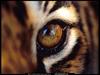 [National Geographic] Eye of Bengal Tiger (벵골호랑이 눈)