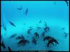 [National Geographic] Galapagos Sea Lion juveniles (갈라파고스바다사자)