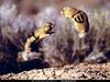 [National Geographic] Utah Prairie Dog (유타개쥐)