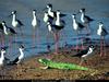 [National Geographic] Black-necked Stilt (멕시코장다리물떼새)