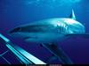 [National Geographic] Grey Reef Shark (회색암초상어)