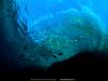 [National Geographic] Galapagos Underwater (갈라파고스 수중의 물고기)