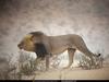 [National Geographic] African Lion (아프리카사자)