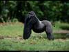 [National Geographic] Western Lowland Gorilla (저지고릴라)