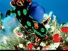 [National Geographic] Greenspot Nudibranch (풀점박이갯민숭이)