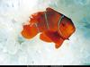 [National Geographic] Maroon Clownfish (붉은말미잘고기)