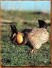 Attwater's Prairie-Chicken (Tympanuchus cupido attwateri)