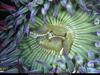[National Geographic Wallpaper] Green Sea Anemone (초록말미잘)