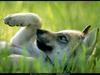 [National Geographic Wallpaper] Mexican Wolf cub (멕시코늑대 새끼)